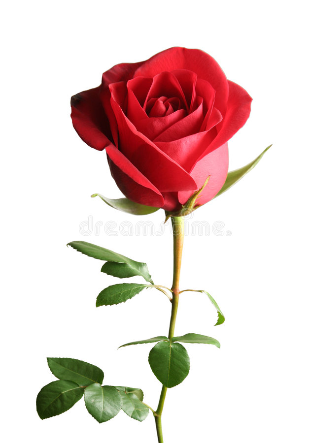 Single Red Rose - Flooers